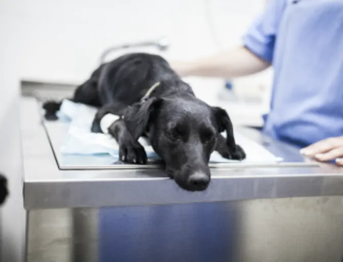 Dog on table with veterinary staff
